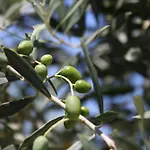 Gasthuis Ciciliana Valderice